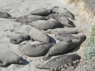 Elephant seals colony