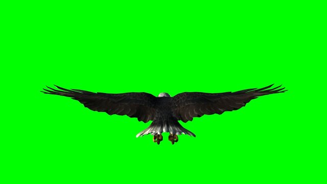 bald eagle in flight  - green screen