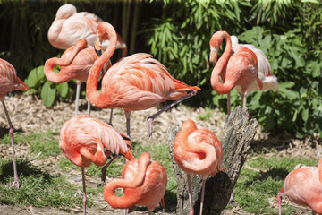 Fototapeta premium pink flamingo
