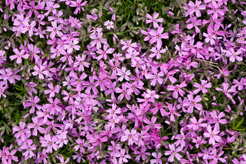 Aubrieta cultorum - pink or purple small flowers