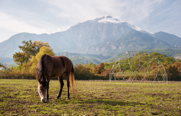 Obraz premium Brown horse browsing near high beautiful mountains