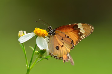 Butterfly on a violet flower