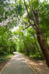 Fototapeta premium green forest and a road