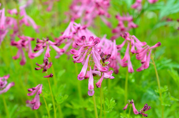 Flowers of birthwort (Corydalis buschii) 2