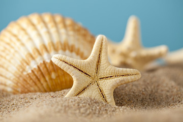 Fototapeta na wymiar Starfish and seashells on beach