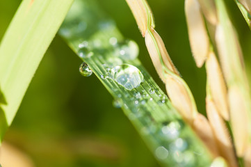 Dew drops on leaf rice 
