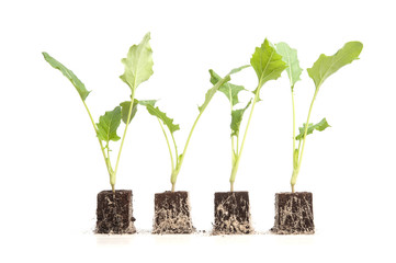 Jungpflanzen Reihe Kohlrabi