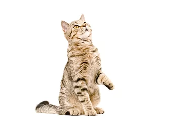 Abwaschbare Fototapete Katze Junge Katze Scottish Straight schaut nach oben