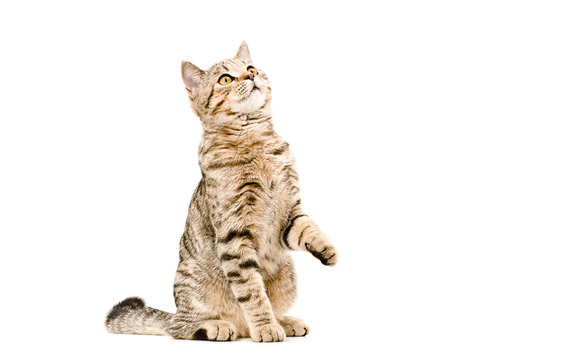 Young cat Scottish Straight  looking up