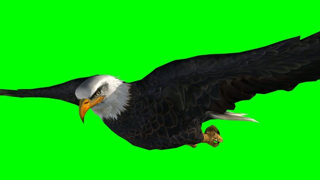bald eagle in flight close up - green screen