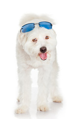 White dog with  blue sunglasses