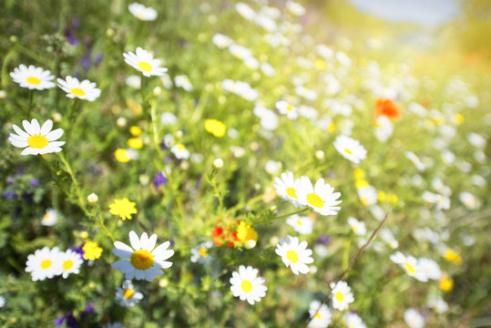 daisy field close up