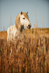 white horse of Camargue vertically in the countryside - obrazy, fototapety, plakaty