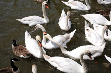 Swans on the River Avon, Stratford-upon-Avon © Arena Photo UK