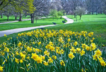 Blooming daffodils in St Green Park in London - 65454301