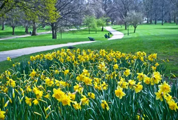 Foto op Canvas Blooming daffodils in St Green Park in London © Gandolfo Cannatella