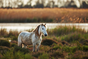 Obraz premium white horse of Camargue horizontally in the countryside