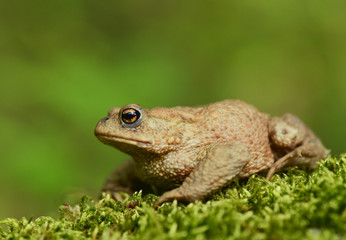 Toad