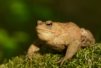 Toad