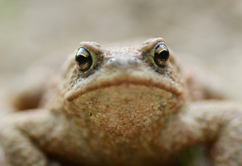 Toad