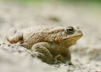 Toad