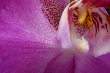 Macro of pink orchid flower