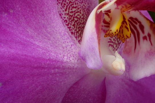 Fototapeta Macro of pink orchid flower