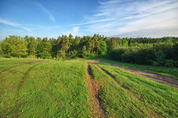Road towards the forest