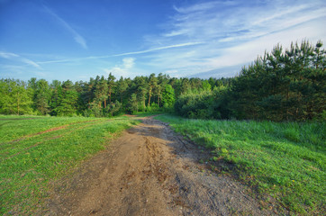 Fototapeta na wymiar Droga w kierunku lasu