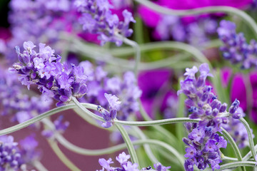 fresh lavender flower close up