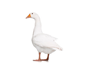 Domestic goose