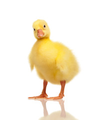 Domestic gosling