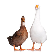 Duck and goose