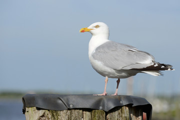 Silbermöwe © Caro