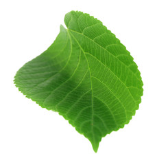 Green leave isolated on white