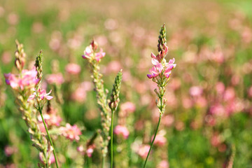 Beautiful wild flowers in the field
