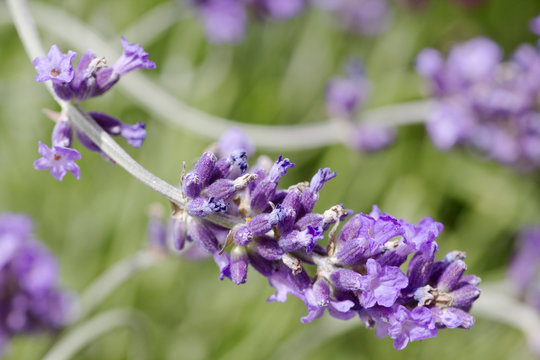 fresh lavender flower close up