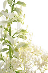 White flower isolated on white background