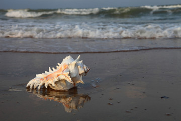Obraz na płótnie Canvas Shell on the shore of the sea