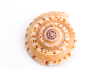 Sea Cockleshell isolated on white