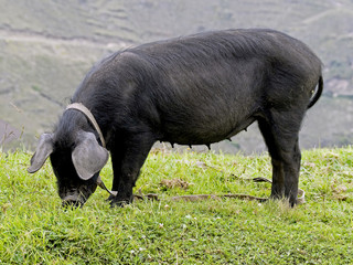 Long-legged pig