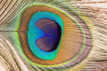 Obraz premium Peacock feather close up