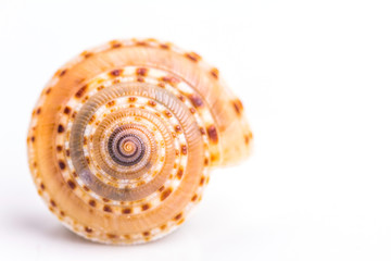 Sea Cockleshell isolated on white