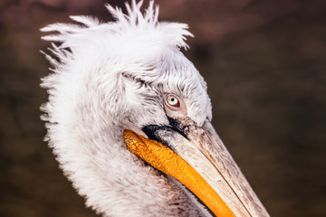 Pelican Detail Photo