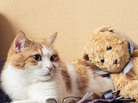 Portrait of yellow sad sick cat lying at home with rabbit toy