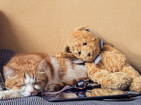 Portrait of yellow sad sick cat lying at home with rabbit toy