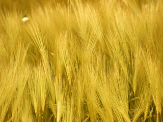 wheat
