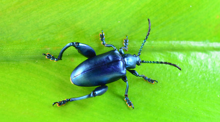 Purple Swollen-legged Beetle isolated on white background