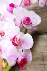 Pink orchid(Phalaenopsis )