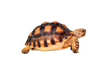 african spurred sulcata of white background